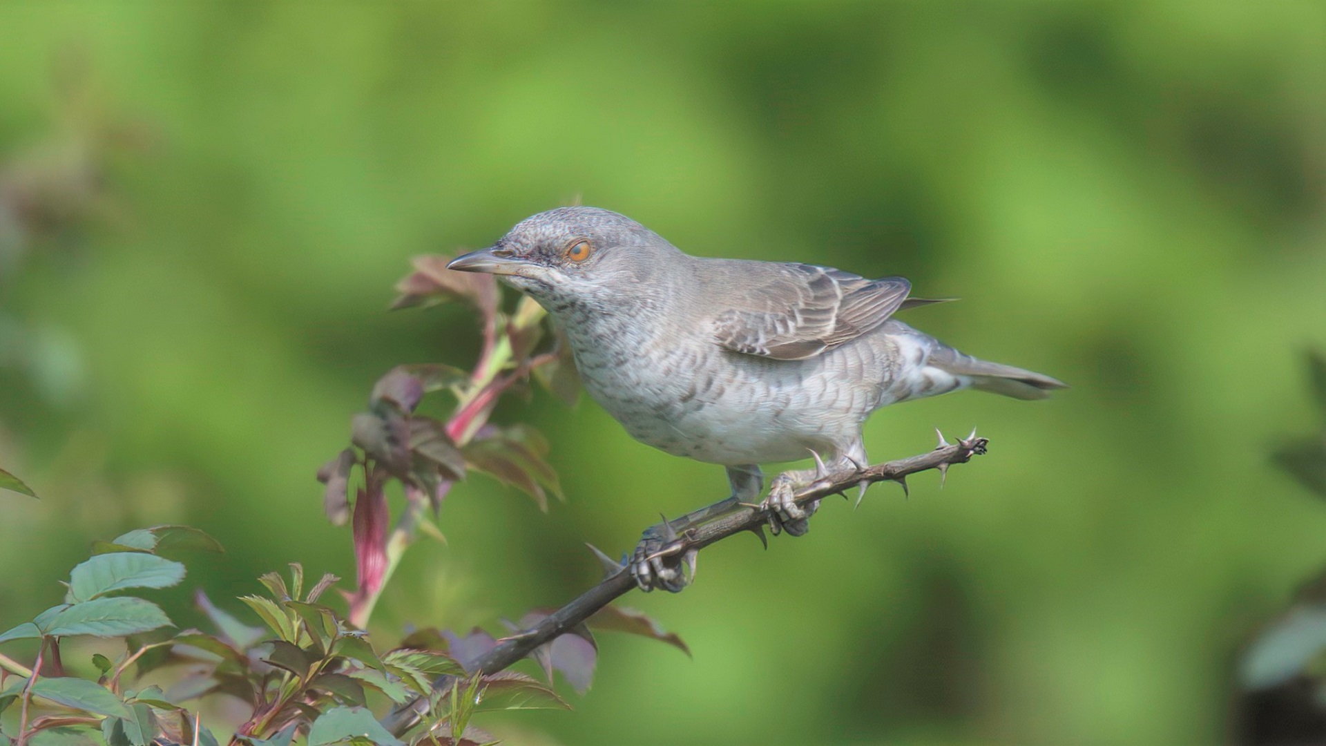Barred Warbler